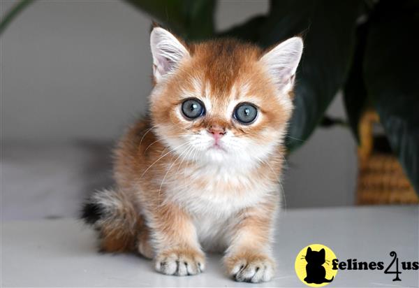 thechubbyfacedcat Picture 1